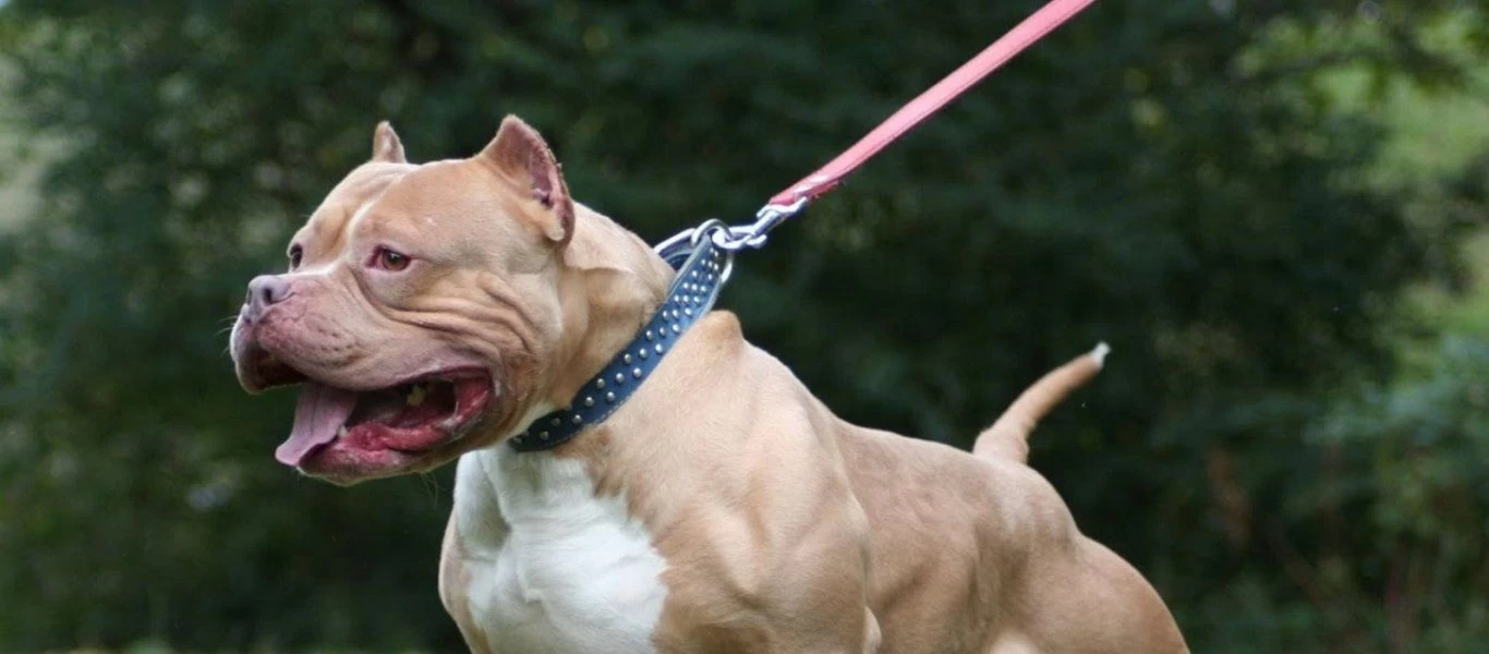 Τρόμος για 6χρονο στη Μυτιλήνη - Του επιτέθηκε σκύλος